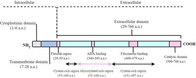 The Multiple Biological Functions of Dipeptidyl Peptidase-4 in Bone Metabolism